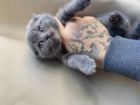 Scottish Fold Blue Yavru