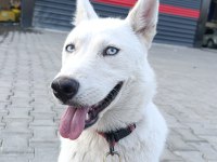 Safkan Beyaz Husky