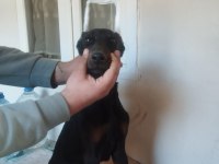 Doberman estetikli