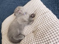 Safkan british ve scottish fold