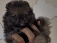 Pomeranian boo orjinal ayı surat sable wolf