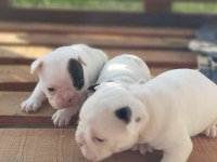 Pamuk Gibi Beyaz French Bulldog Yavrularımız