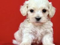0 NUMARA EN MİNİ BOY MALTİPOO YAVRULAR