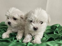 Teacup maltese köpekler
