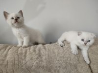 Scottish fold yavru