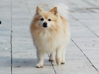 Acil uyguna pomeranian sahiplendirilecektir eşyalarıyla