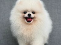 Pomeranian boo