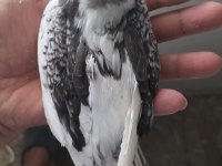 Ele alıştırmalık sultan papağanı yavrusu