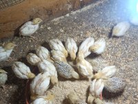 Texas Bıldırcın yavru anaç ve döllü yumurta