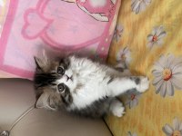 Tamamen ücretsiz kedimiz