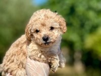 Erkek orijinal toy poodle