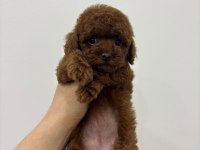 KORE KAN IRK VE SAĞLIK GARANTİLİ AŞILI DİŞİ YAVRU POODLE