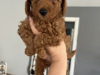 Toy poodle ev doğum