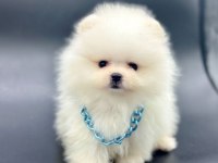 Safkan Pomeranian Boo Bebekler