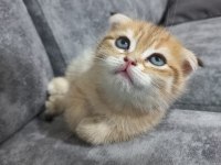 Oyuncu scottish fold karamel için yuva arıyoruz