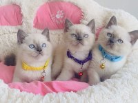 Maviş point British shorthair bebeklerim 