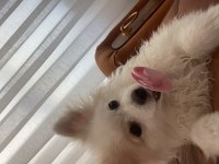 Pamuk prenses pomeranian