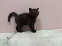 Scottish Fold Çikolata Yavrumuz