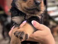 Rottweiler Saf Irk Harika Bebek