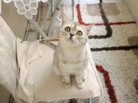 EVİMİZİN BIÇIRIK FINDIĞI BRİTİSH SHORTHAİR