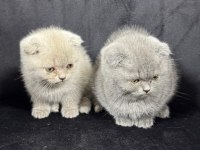 Ayı surat british shorthair yavrular