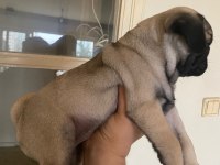 Yavru pug mops