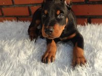 Irkının üst düzey temsilcileri bizde doberman