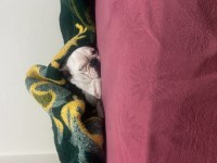Sevimli french bulldog köpeğimiz miya