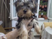 3 aylık safkan yorkshire terrier bebekler