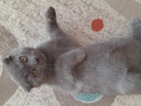 2 aylık scottish fold yavrular