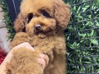 Sevimli tokyo poodle