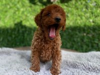 Toy poodle bebekler