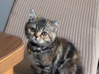 British Longhair Kedimiz Lafo