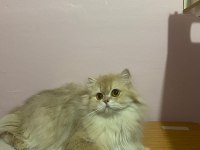 British longhair cy11 dişi full şecereli