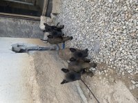 Malinois Bebekler yeni yuvalarını arıyorlar