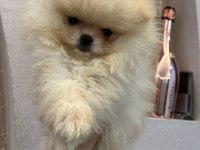 Teacup ayı surat pomeranian boo (kendi yavrularımız)