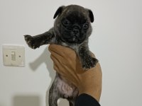 HAMBURGER SURAT PUG YAVRULARI
