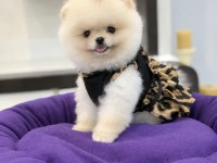 TEDDY FACE AYI SURAT YAPISINA SAHİP POMERANİAN KIZIMIZ