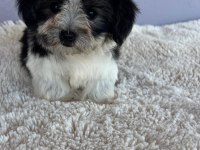 Morkie bebeklerimiz çok özel