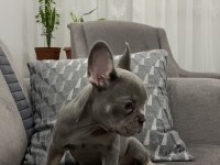 Lilac And Tan Isabella Carrier Maybe Fluffy French Bulldog