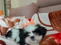 3 aylık shih tzu eğitimli aşılı erkek yavru