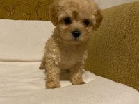 Apricot poodle yavrularımız