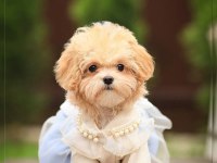 Yuva Bekleyen Kore Maltipoo 