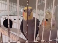 Yeni yumurtladılar genç çift sultan papağanlar