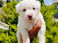 Terrier yavrular
