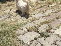 0 numara Maltese terrier kızımız