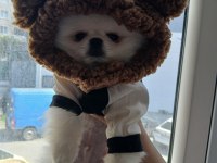Safkan A kalite teacup erkek pomeranian yavrum
