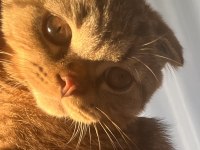 5 aylık erkek british shorthair