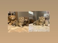 Show Kalite British Longhair Yavrular