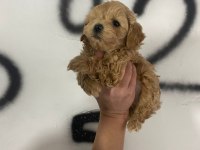 Maltipoo yavrularım orijinal kg garantili